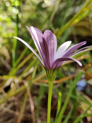 Dimorphotheca fruticosa