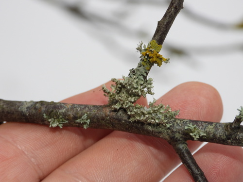 Atkilioji žiauberė