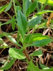 Dimorphotheca fruticosa