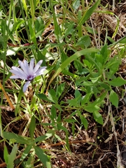 Dimorphotheca fruticosa