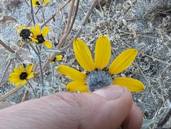 Helianthus petiolaris canescens