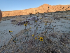 Helianthus petiolaris canescens
