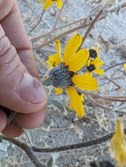 Helianthus petiolaris canescens