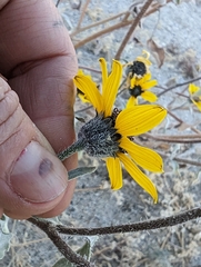 Helianthus petiolaris canescens