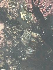 Acanthinucella
