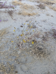 Helianthus petiolaris canescens