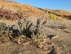 Baileya pauciradiata