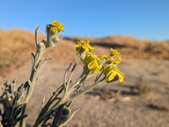 Baileya pauciradiata