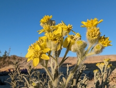 Baileya pauciradiata