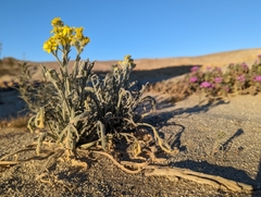 Baileya pauciradiata