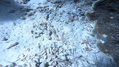 Syngnathidae