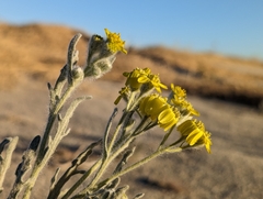 Baileya pauciradiata