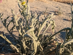 Baileya pauciradiata