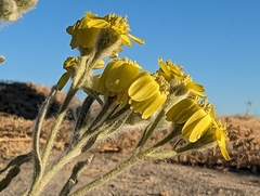 Baileya pauciradiata