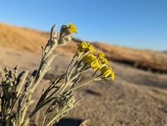 Baileya pauciradiata