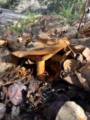 Cortinarius cinnamomeus