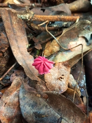 Marasmius haematocephalus