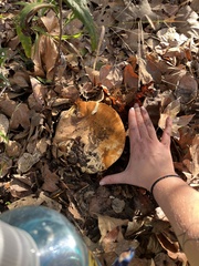 Cortinarius cinnamomeus