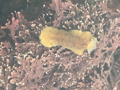 Geitodoris heathi