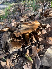Cortinarius cinnamomeus