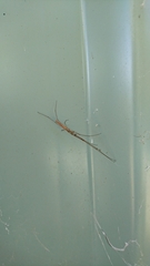Tetragnathidae