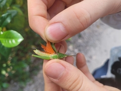 Atractomorpha lata