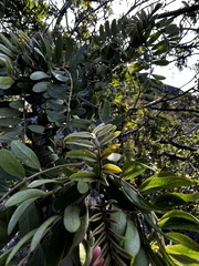 Sophora chrysophylla