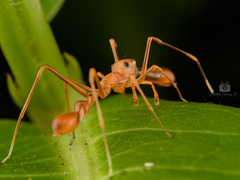 Myrmaplata plataleoides