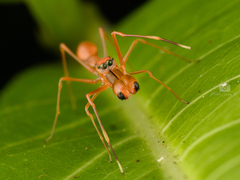 Myrmaplata plataleoides