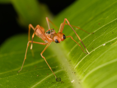 Myrmaplata plataleoides