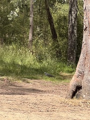 Leucosarcia melanoleuca