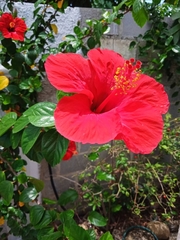 Hibiscus rosa-sinensis