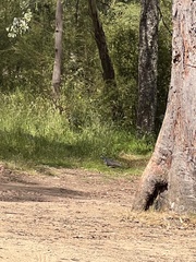 Leucosarcia melanoleuca