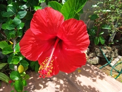 Hibiscus rosa-sinensis