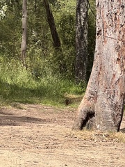 Leucosarcia melanoleuca