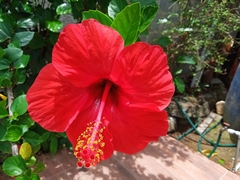 Hibiscus rosa-sinensis