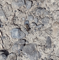 Neocicindela latecincta