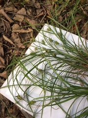 Carex louisianica