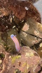 Felimida macfarlandi