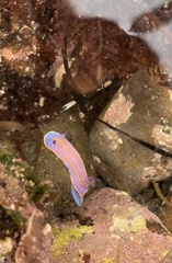 Felimida macfarlandi