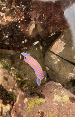 Felimida macfarlandi