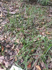 Carex louisianica