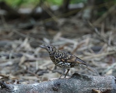 Zoothera aurea