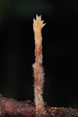 Clavulina castaneipes