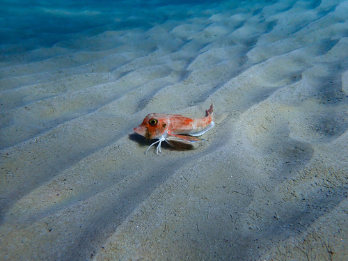 Bight gurnard (Lepidotrigla vanessa) — Triglidae — 5