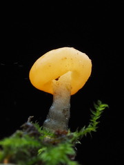 Vibrissea truncorum