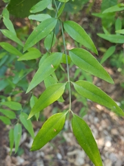 Jasminum nervosum