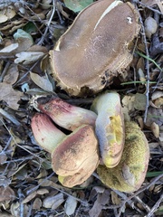 Xerocomellus dryophilus