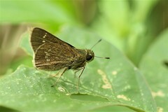 Pelopidas assamensis