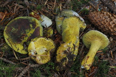 Hypomyces luteovirens
